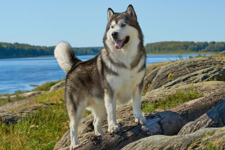 4 características do cachorro da raça malamute do Alasca