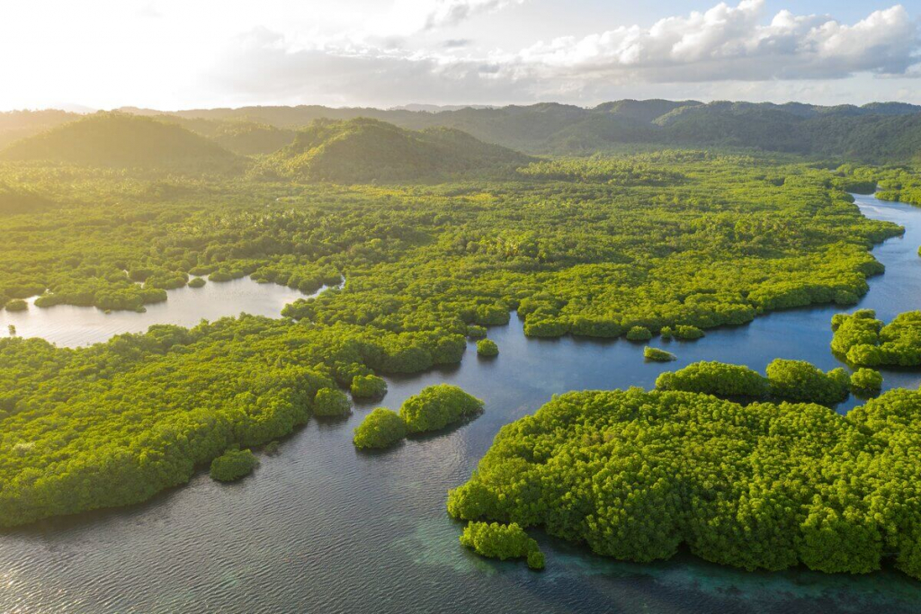 Google investe R$ 20 milhões em ações climáticas no Brasil