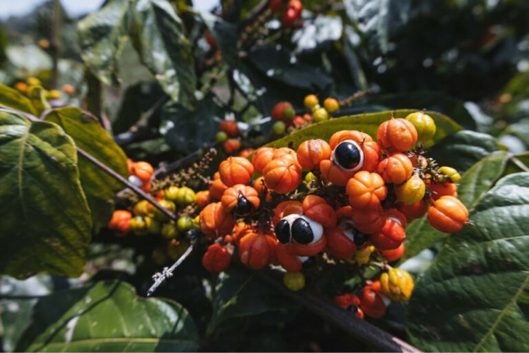 5 benefícios da planta guaraná para a saúde e como usá-la