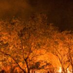 Amazônia tem diversidade empobrecida por incêndios florestais