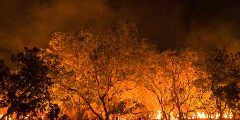 Amazônia tem diversidade empobrecida por incêndios florestais