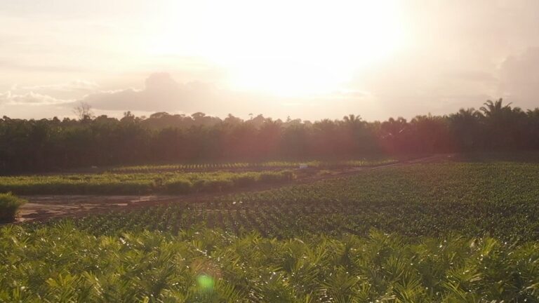 Brasil dá início ao mercado de carbono: uma nova era para o combate às mudanças climáticas