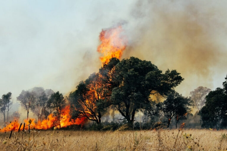 2024 será o primeiro ano a superar o limite de 1,5°C de aquecimento climático