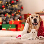 8 presentes de Natal criativos para os animais 