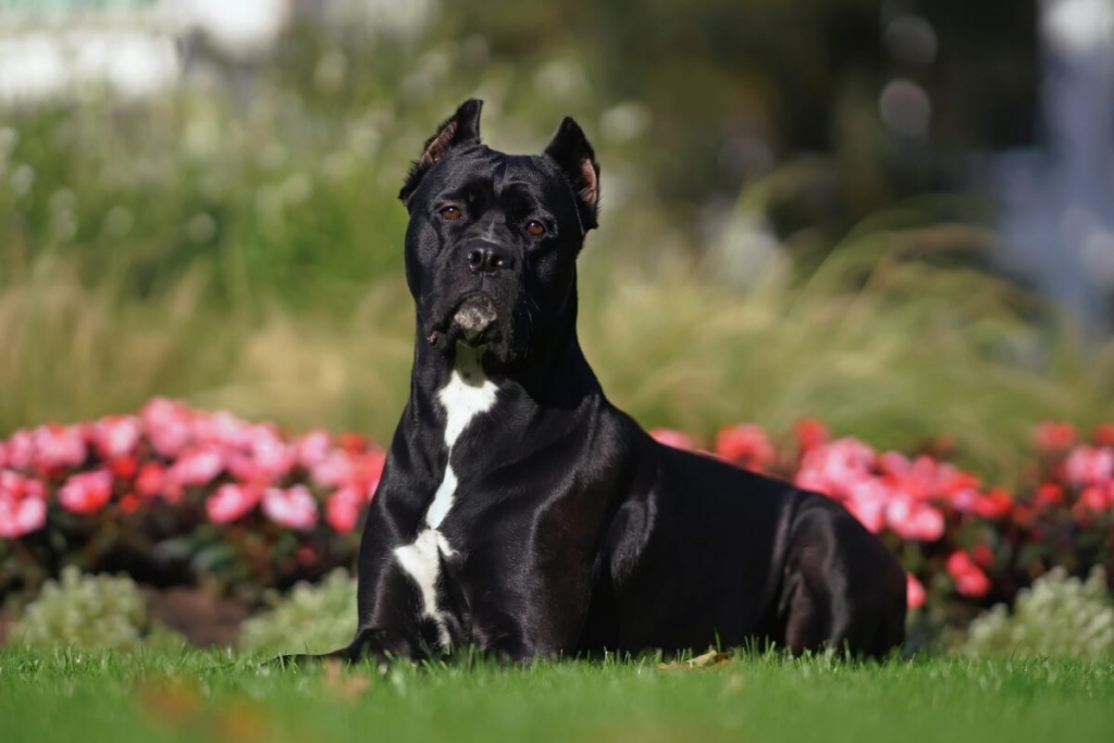 8 raças de cachorro da guarda