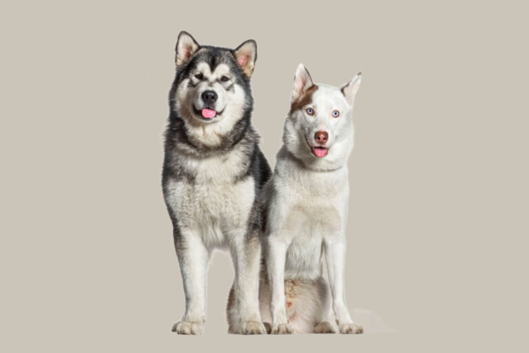 9 diferenças entre as raças husky siberiano e malamute do Alasca