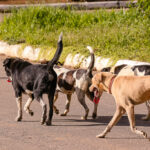 Abandono de animais cresce no fim do ano