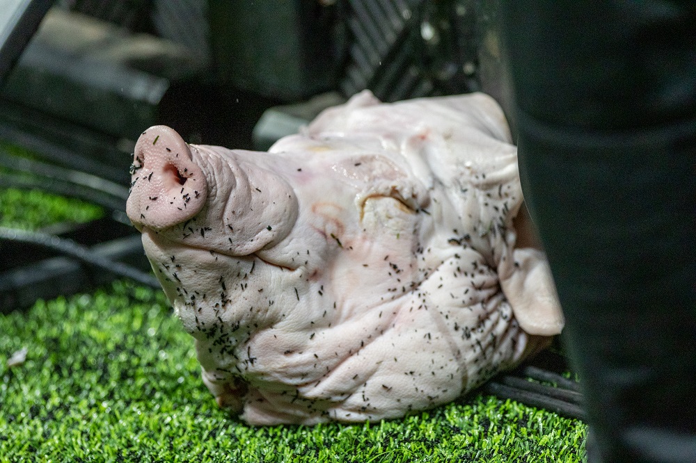 STJD nega recurso do Corinthians e mantém multa por cabeça de porco lançada no gramado