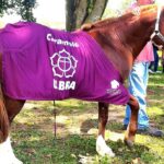 Cavalo Caramelo, símbolo das enchentes do RS, é adotado por universidade