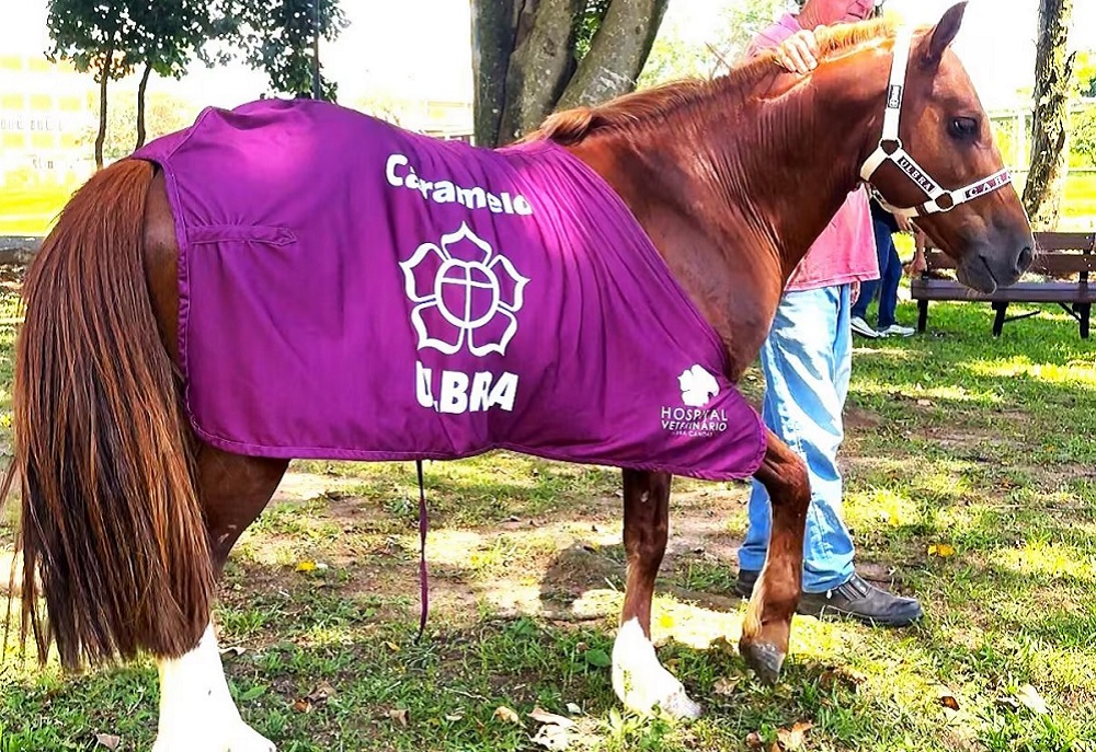 Cavalo Caramelo, símbolo das enchentes do RS, é adotado por universidade