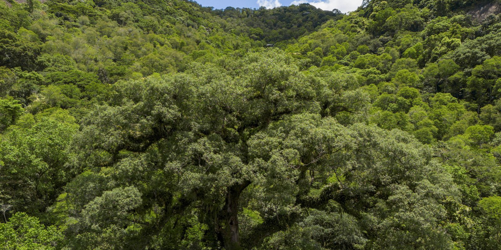 Situação dos rios em Mata Atlântica é preocupante, aponta pesquisa