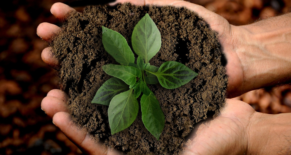 Brasil sanciona mercado de carbono para combater mudanças climáticas