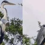 Garça resgatada no Rio de Janeiro com copo plástico na cabeça é solta na natureza