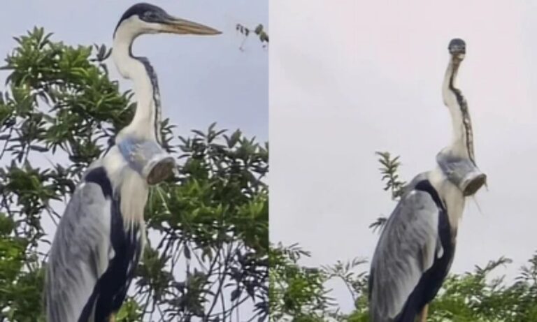 Garça resgatada no Rio de Janeiro com copo plástico na cabeça é solta na natureza