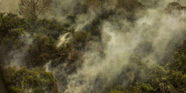 Governo aprova planos contra desmatamento no Pantanal e na Caatinga