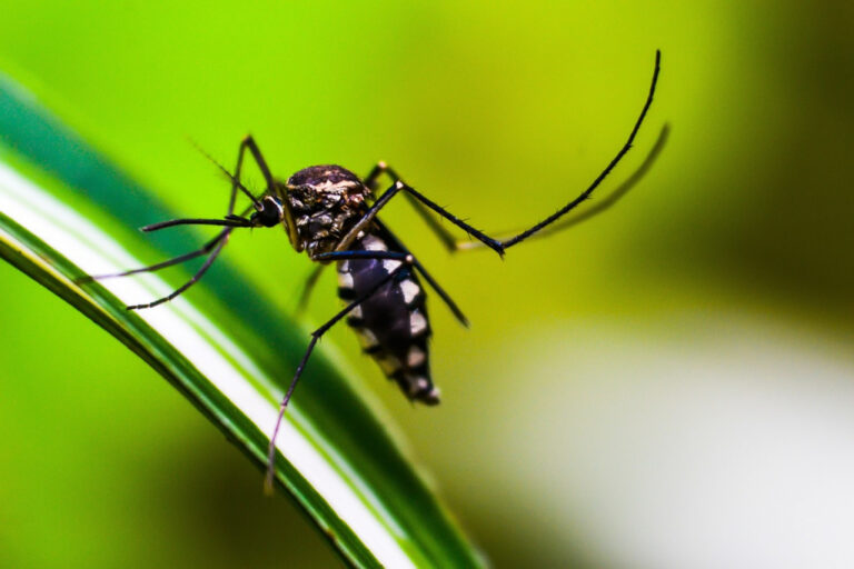 Brasil registra quase 6 mil mortes por dengue em 2024