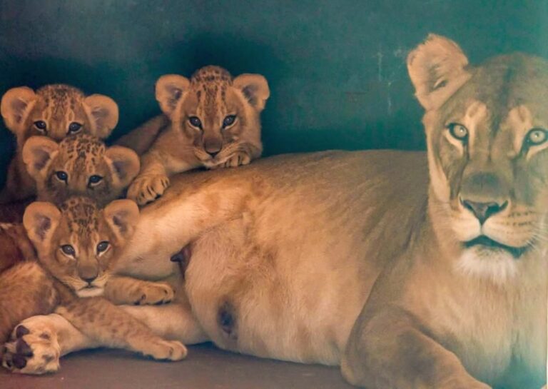 Zoológico de São Paulo ganha quatro filhotes de leão