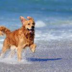 Veja os cuidados necessários com os animais na praia