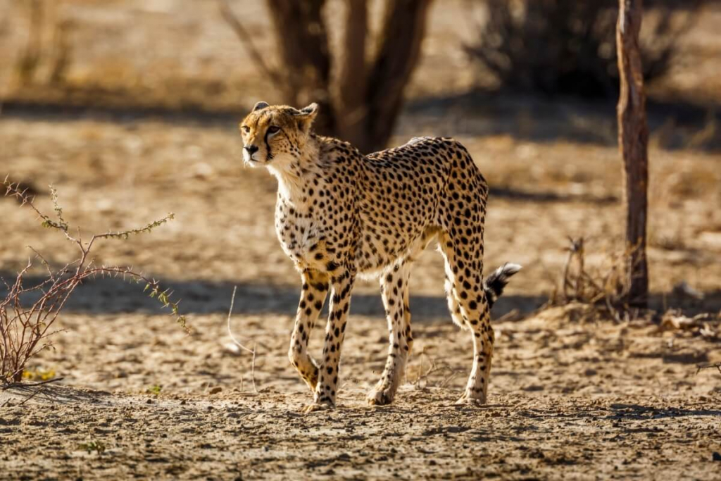 8 animais mais rápidos do mundo