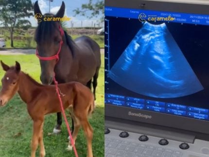 Veja como foi o final feliz da égua Catarina, resgatada gravemente ferida e prenha