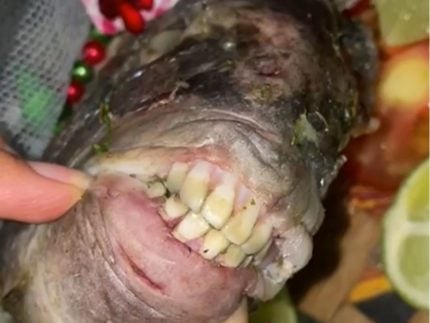 Digno de animação! Peixe “dentuço” chama a atenção na web