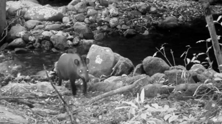 Consideradas extintas, antas são vistas no Rio após 100 anos