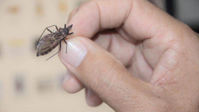 Antiparasitários podem ajudar a tratar doença de Chagas