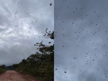 “Chuva de aranhas” em Minas choca e confunde a internet; especialista explica