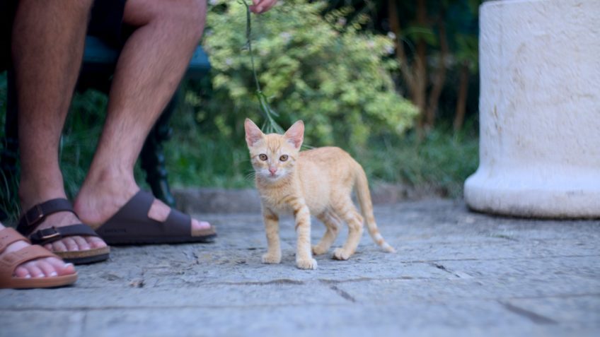 Atividades com pets melhoram a saúde cardiovascular, diz estudo