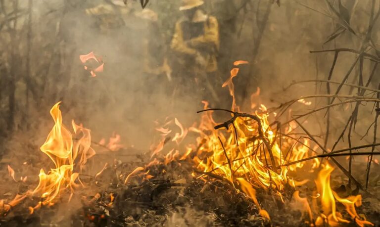 Incêndios na Amazônia Legal aumentam 42% em 2024, mas desmatamento cai 30%