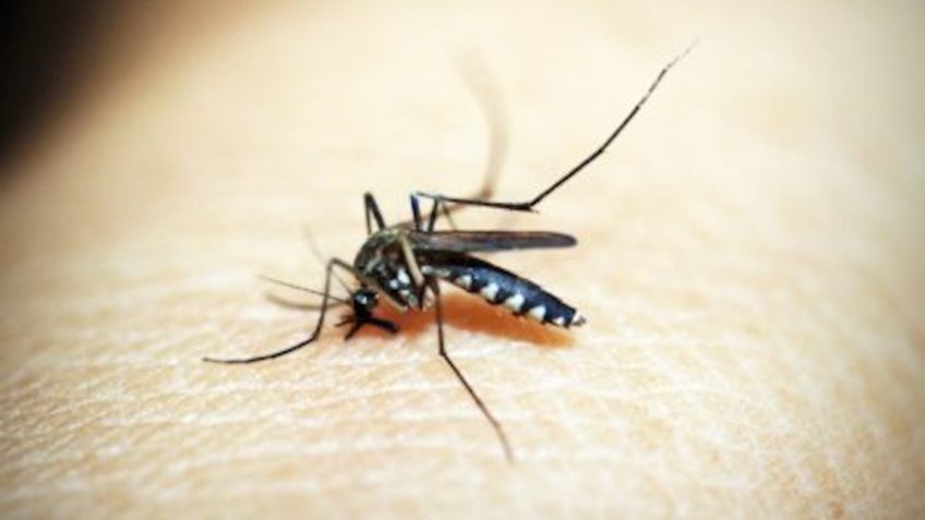 Mortes confirmadas por dengue em SP dobram em 72 horas