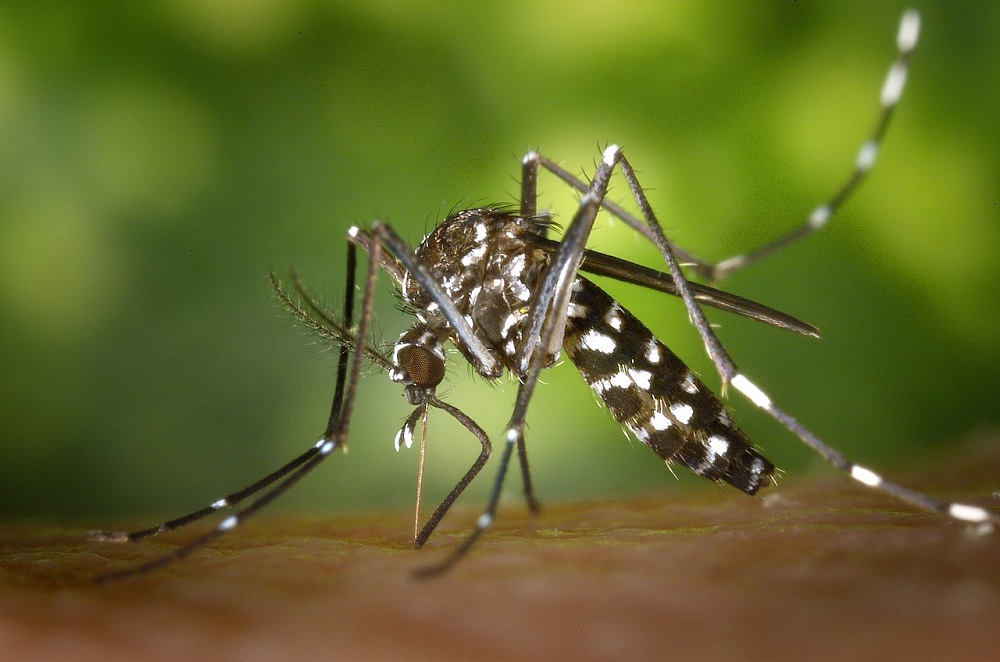 Dengue faz cidade do interior de SP decretar emergência e cogitar hospital de campanha