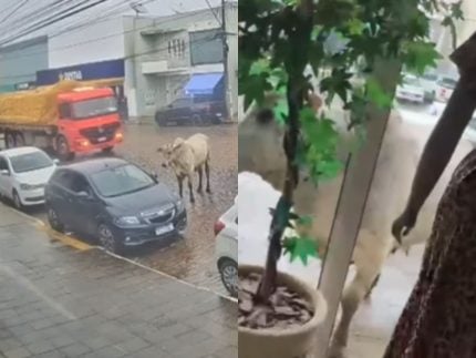 Boi cai de caminhão em movimento e, revoltado, tenta arrombar loja em MG