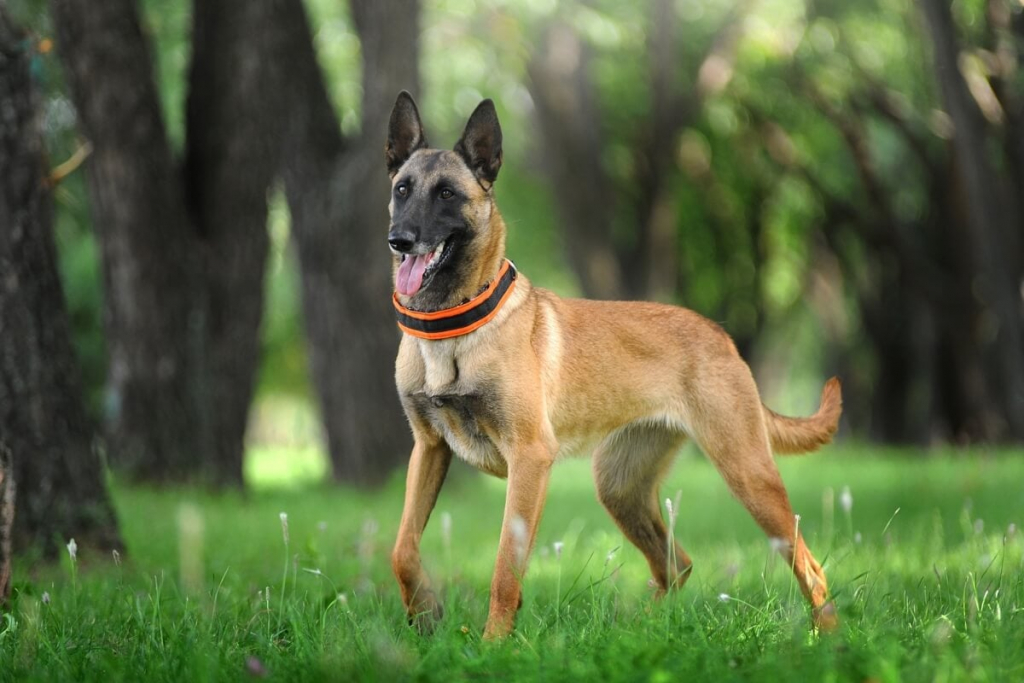 4 características do cachorro da raça pastor belga