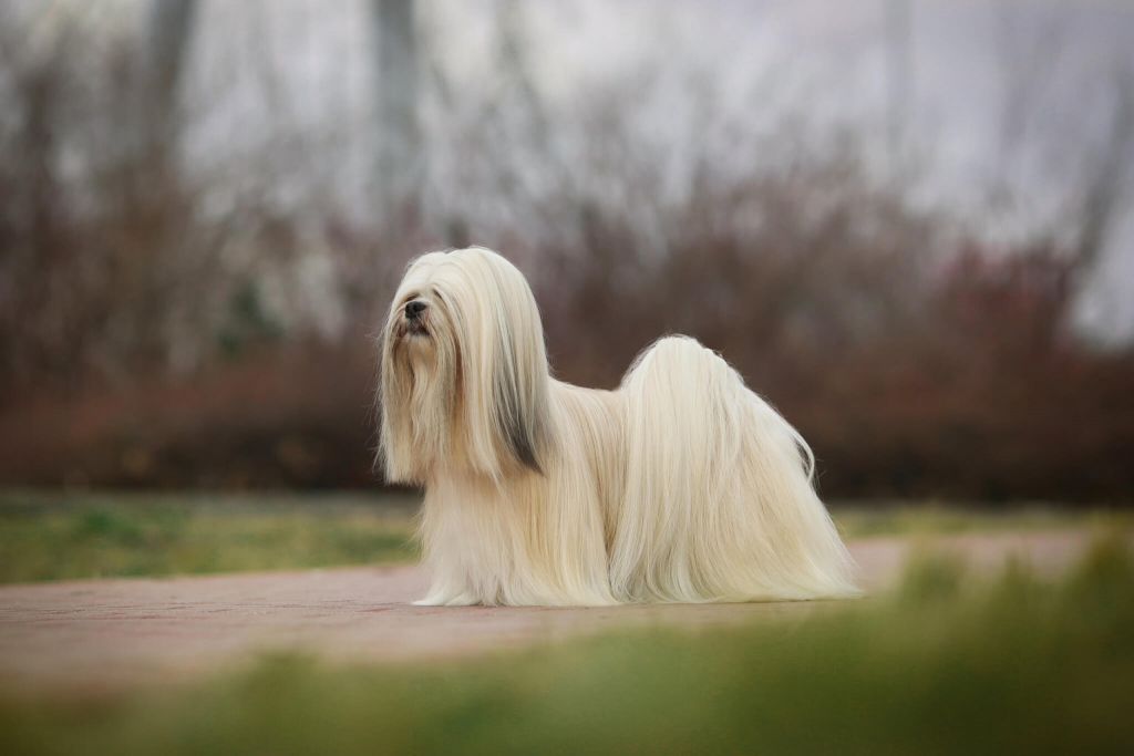 7 raças de cachorro pequenas e peludas