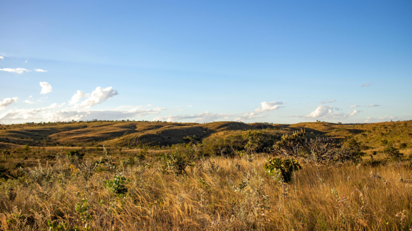 Brasil precisa de R$ 132 bi para restaurar Cerrado, diz estudo