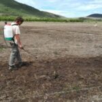 Solo mais ácido ajuda a restaurar vegetação Cerrado, diz estudo