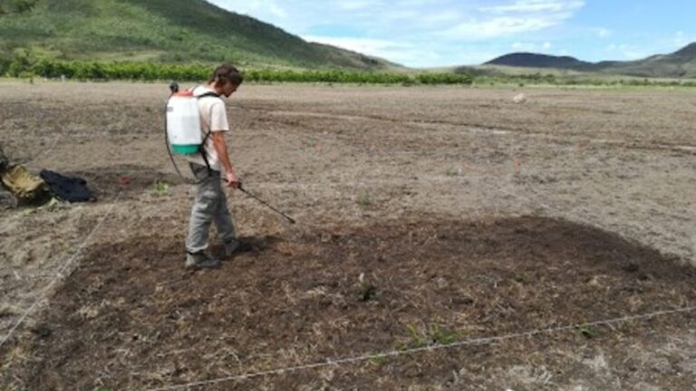 Solo mais ácido ajuda a restaurar vegetação Cerrado, diz estudo