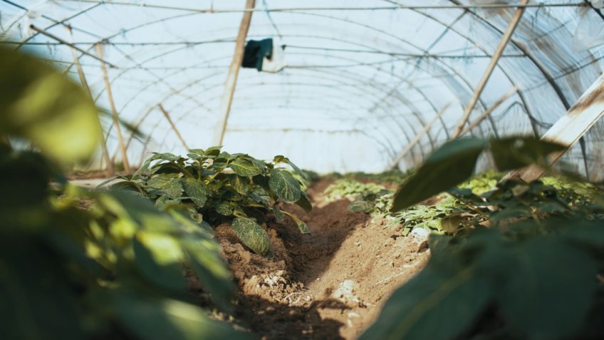 Preços de hortifrútis variam nos mercados atacadistas em janeiro