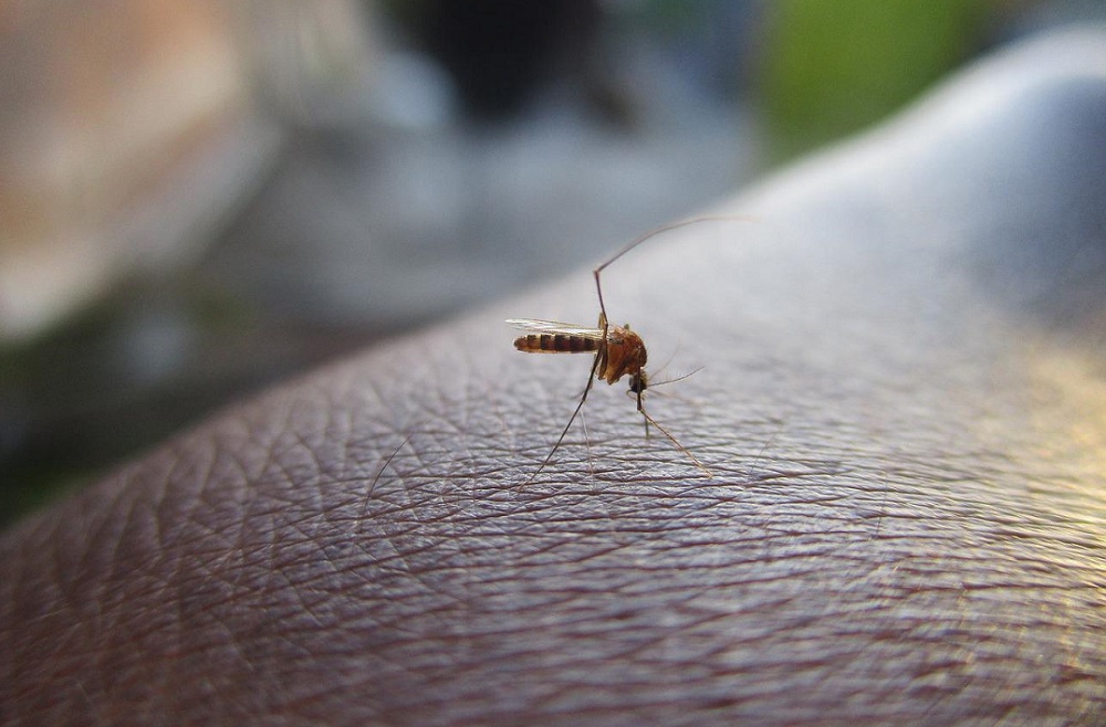 São Paulo registra primeira morte por chikungunya em 2025