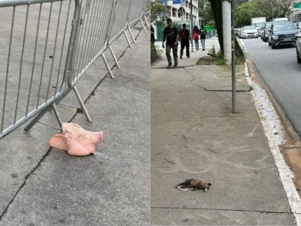 Em dia de clássico, animais mortos são usados como provocação por torcedores do Palmeiras e Corinthians