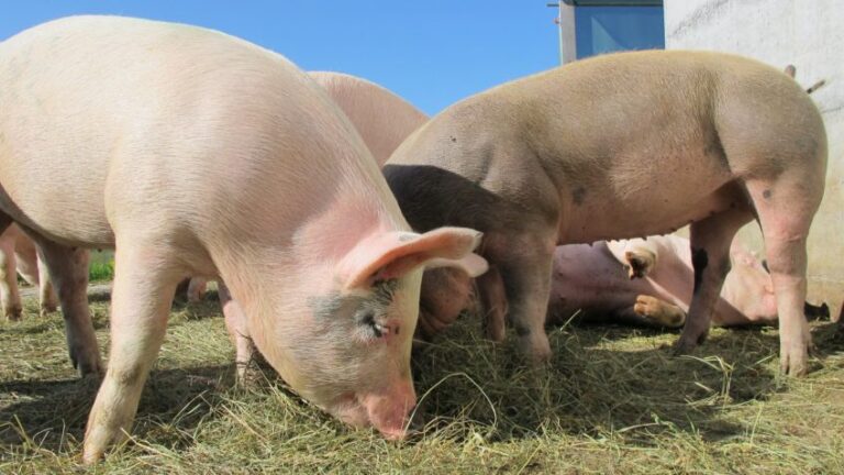 Custos de produção de frangos e de suínos crescem em fevereiro