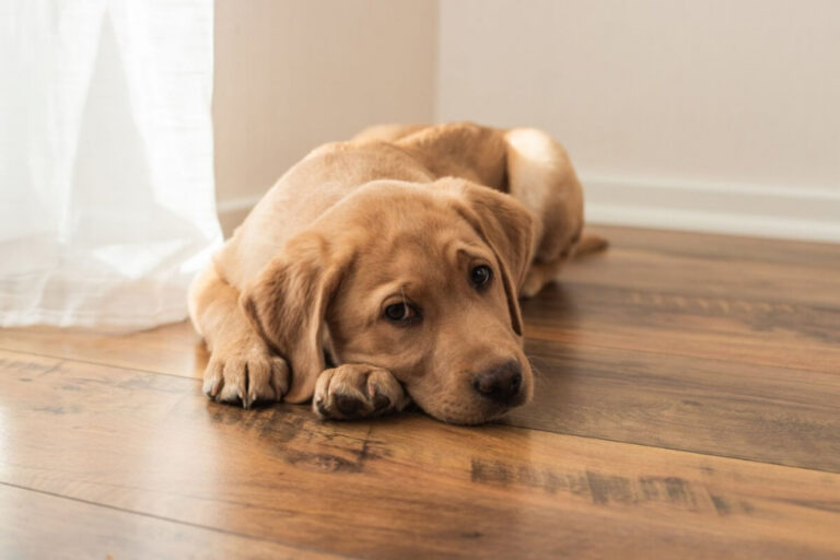 Veja as causas e os sintomas da depressão em cachorros