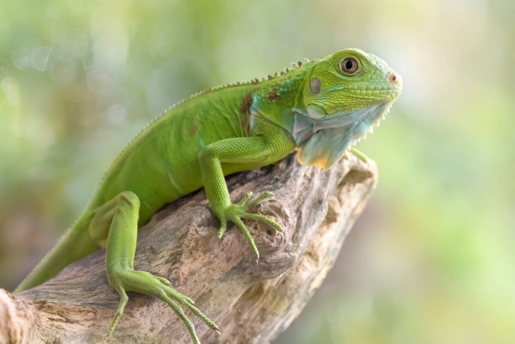 4 cuidados essenciais com animais silvestres de estimação