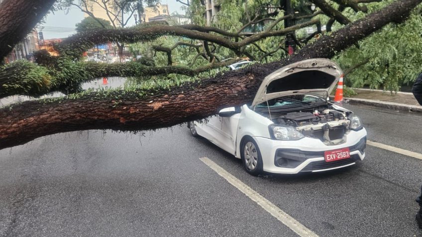 Chuva derruba 343 árvores em SP e deixa 1 morto; veja imagens