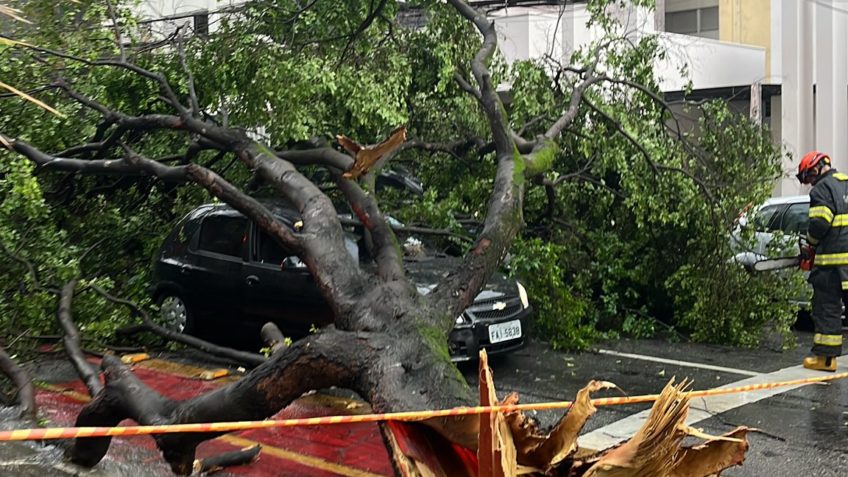 Demanda por poda e remoção de árvores cresceu em São Paulo em 2024