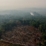 Desmatamento na Amazônia atinge menor valor da história para fevereiro