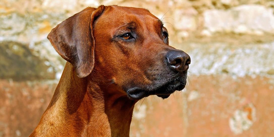 Deputado propõe vacinação gratuita de cães e gatos no País