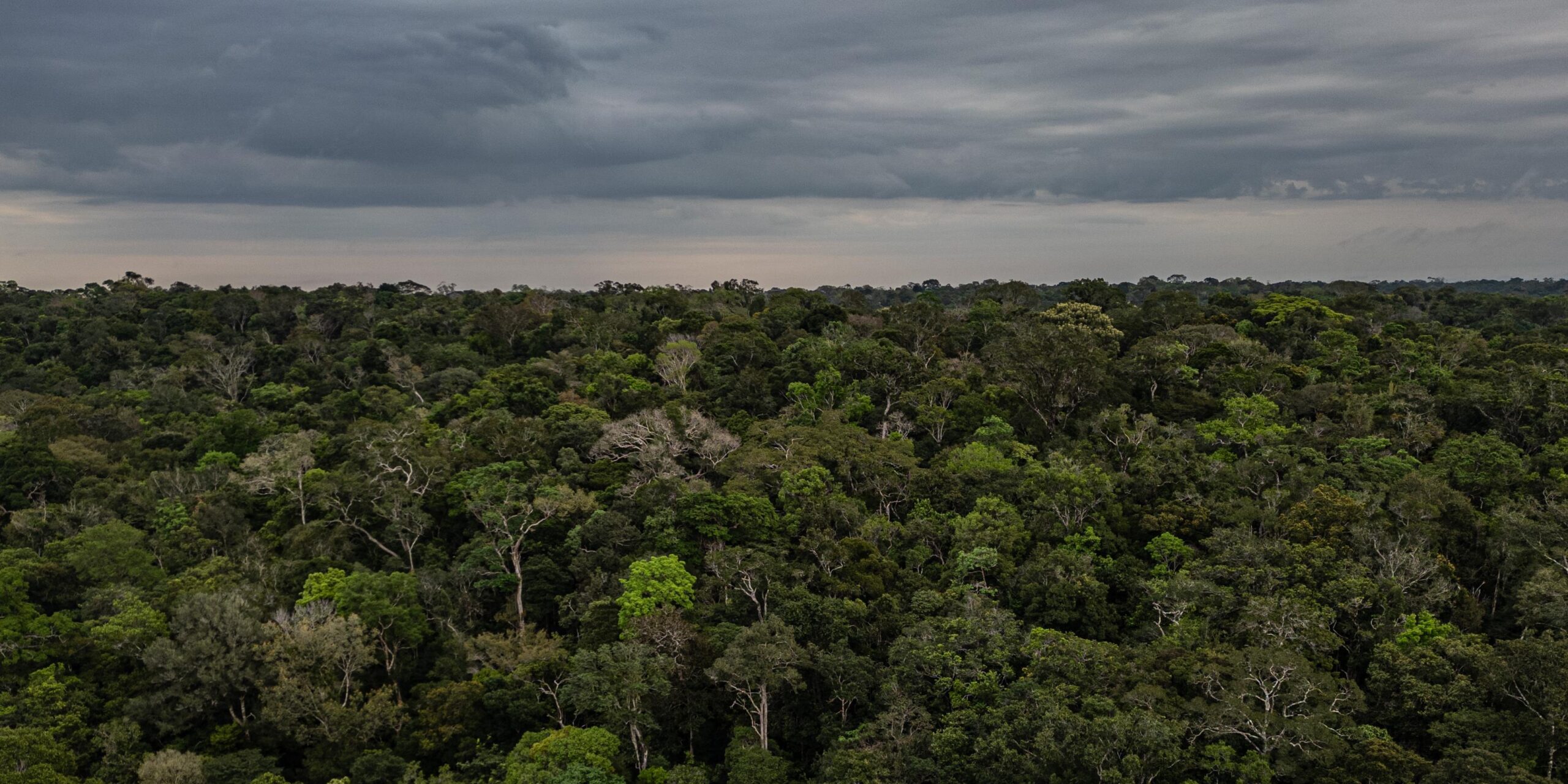 Foco na Amazônia: veja os pontos da carta de intenções da COP30