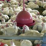 Exportação de frango do Brasil para China cresce 18,1% em fevereiro